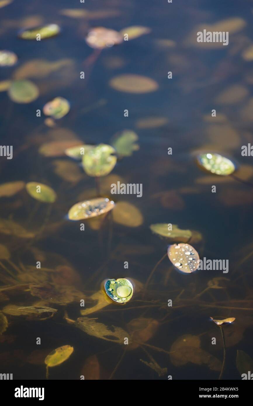 Europe, Denmark, Bornholm, Aakirkeby. Drops of water shine in the sun on the leaves of aquatic plants. Stock Photo