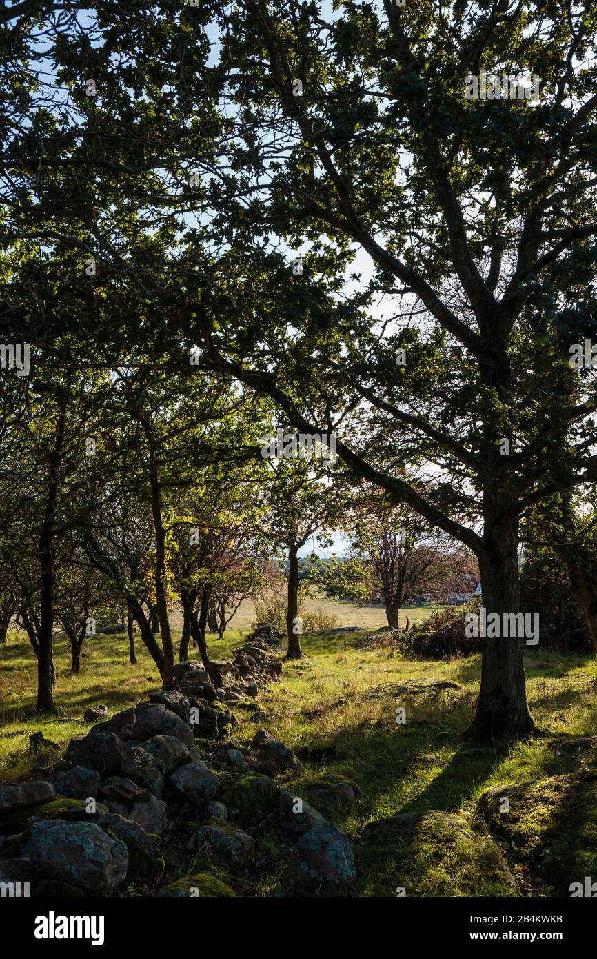 Europe, Denmark, Bornholm, Aakirkeby. A historic field stone wall in a small grove. Stock Photo