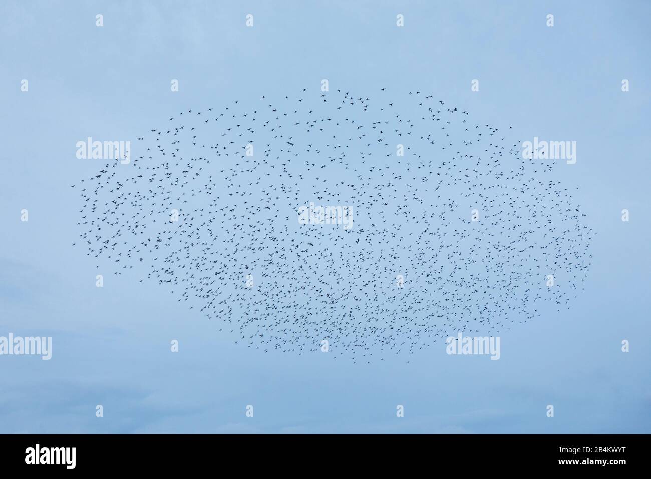 Europe, Denmark, Bornholm. At dusk, a flock of starlings (Sturnidae) flies over the fields. Stock Photo