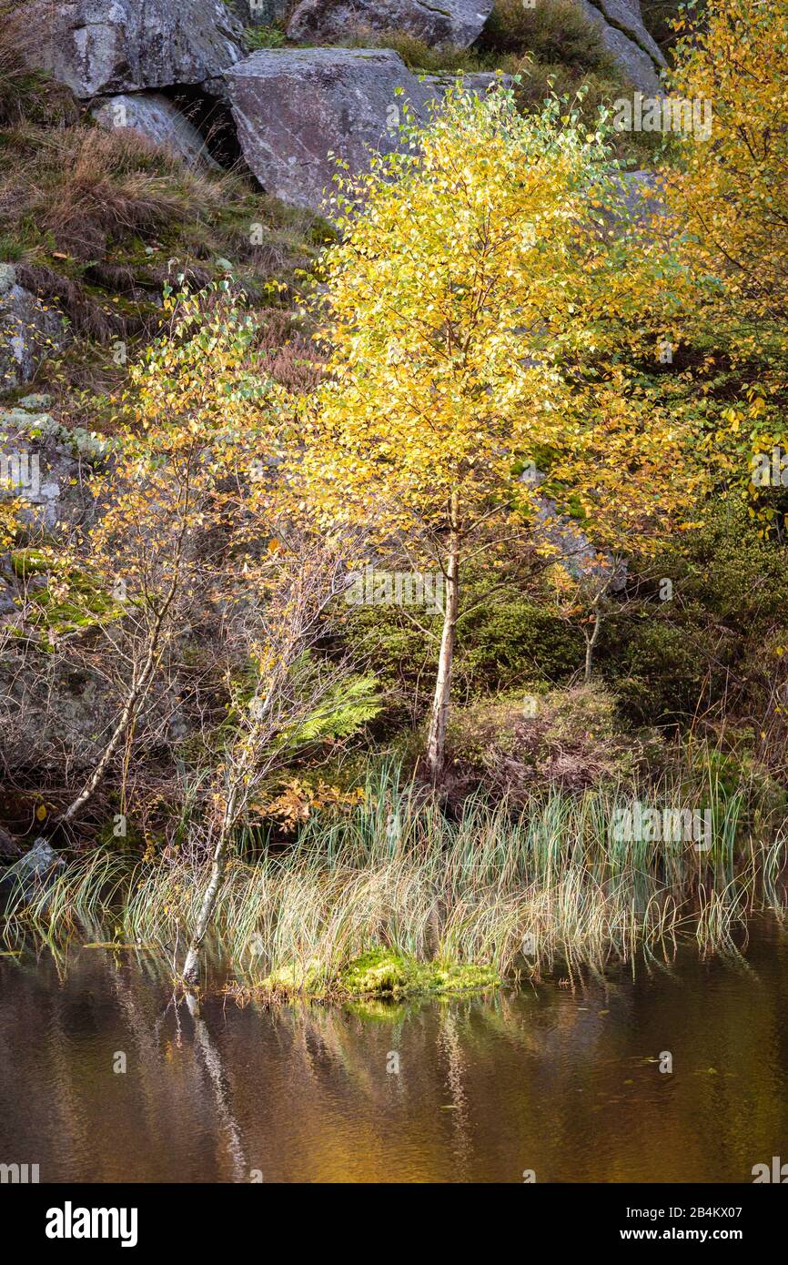 Europa, Dänemark, Bornholm. Herbstliches Laub am Oksemyre-See in den Paradisbakkerne. Stock Photo