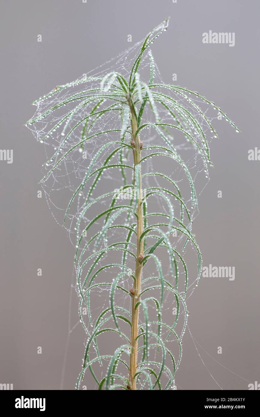 Danes moss hi-res stock photography and images - Alamy