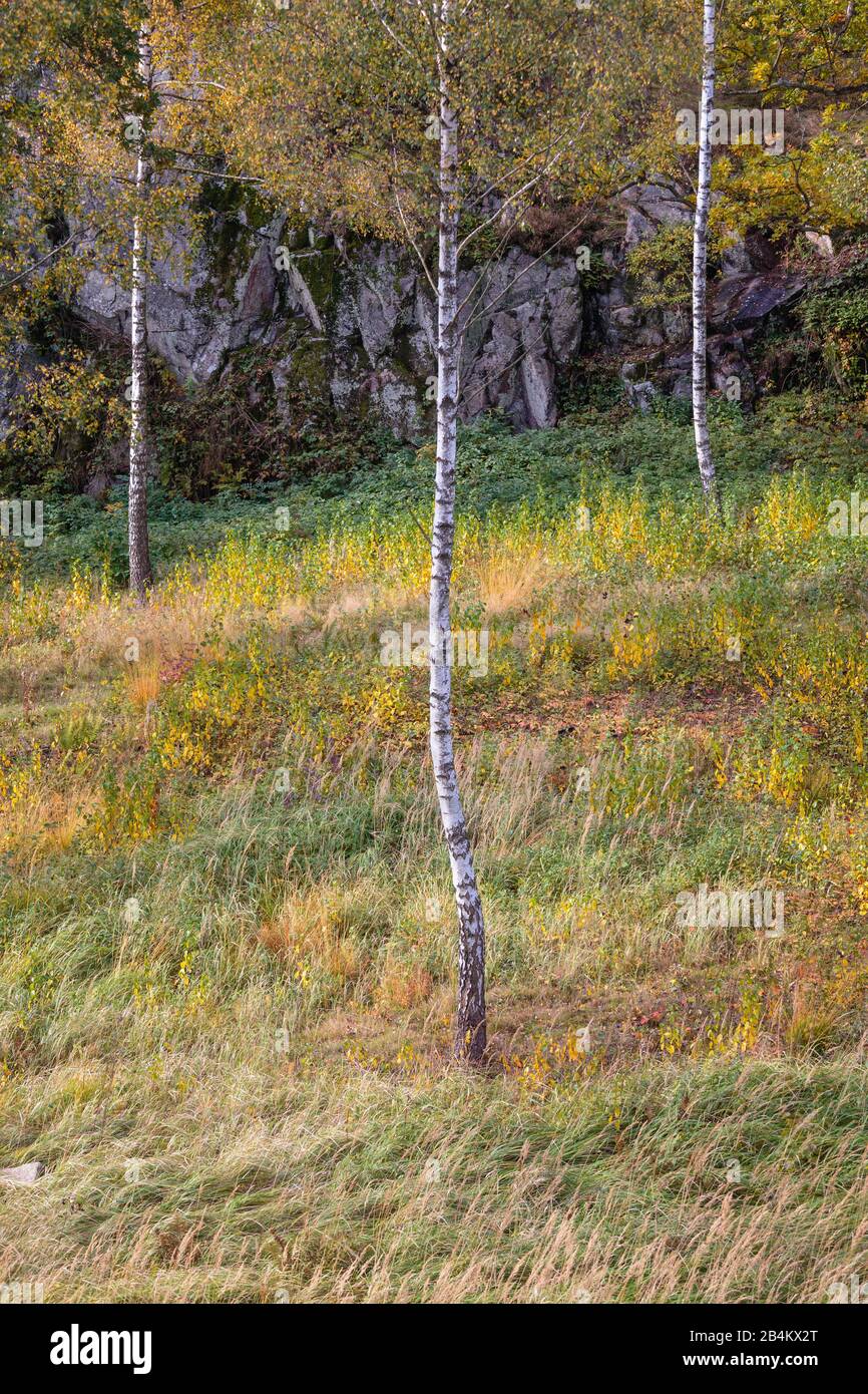 Europa, Dänemark, Bornholm. Herbstliches Gelb im Kodal, einem kleinen, mit Birken bewachsenen Tal in den Paradisbakkerne. Stock Photo