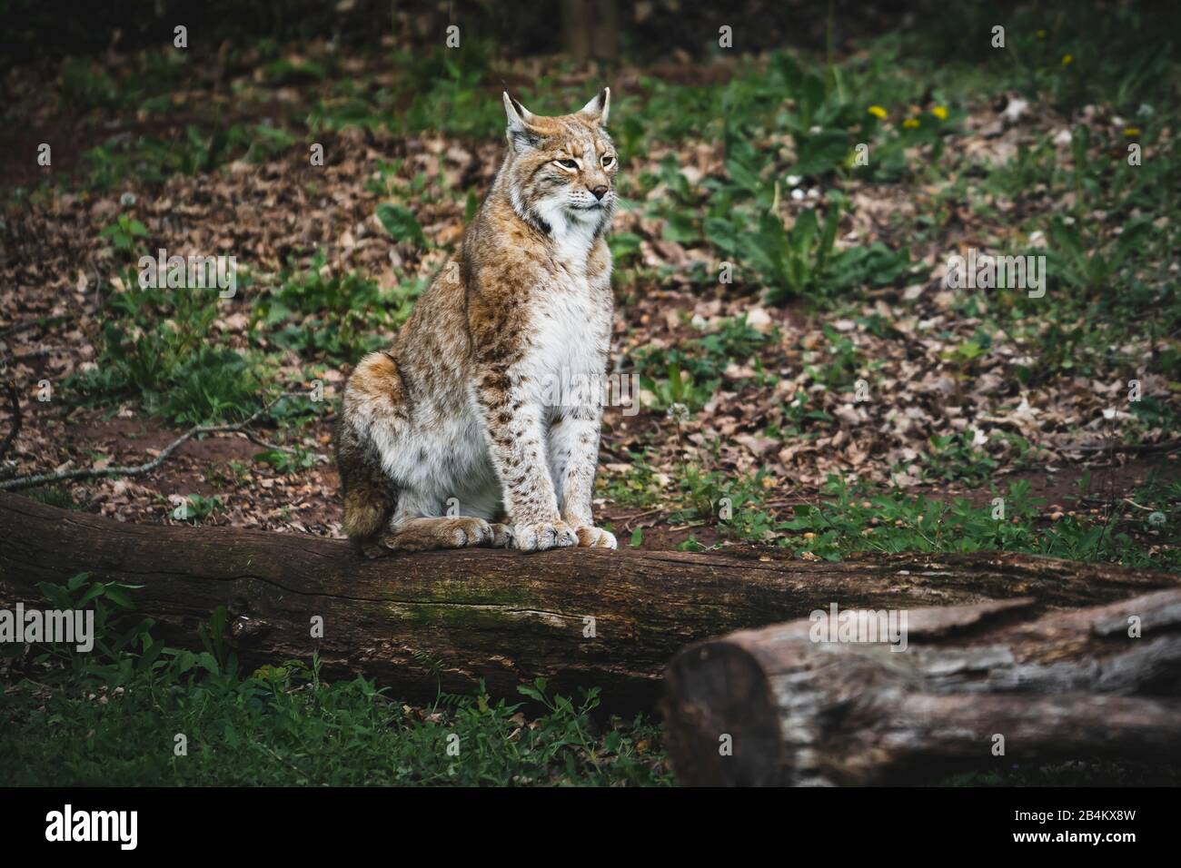 Lynx, Lynx, Felidae, sits on an old tree trunk Stock Photo