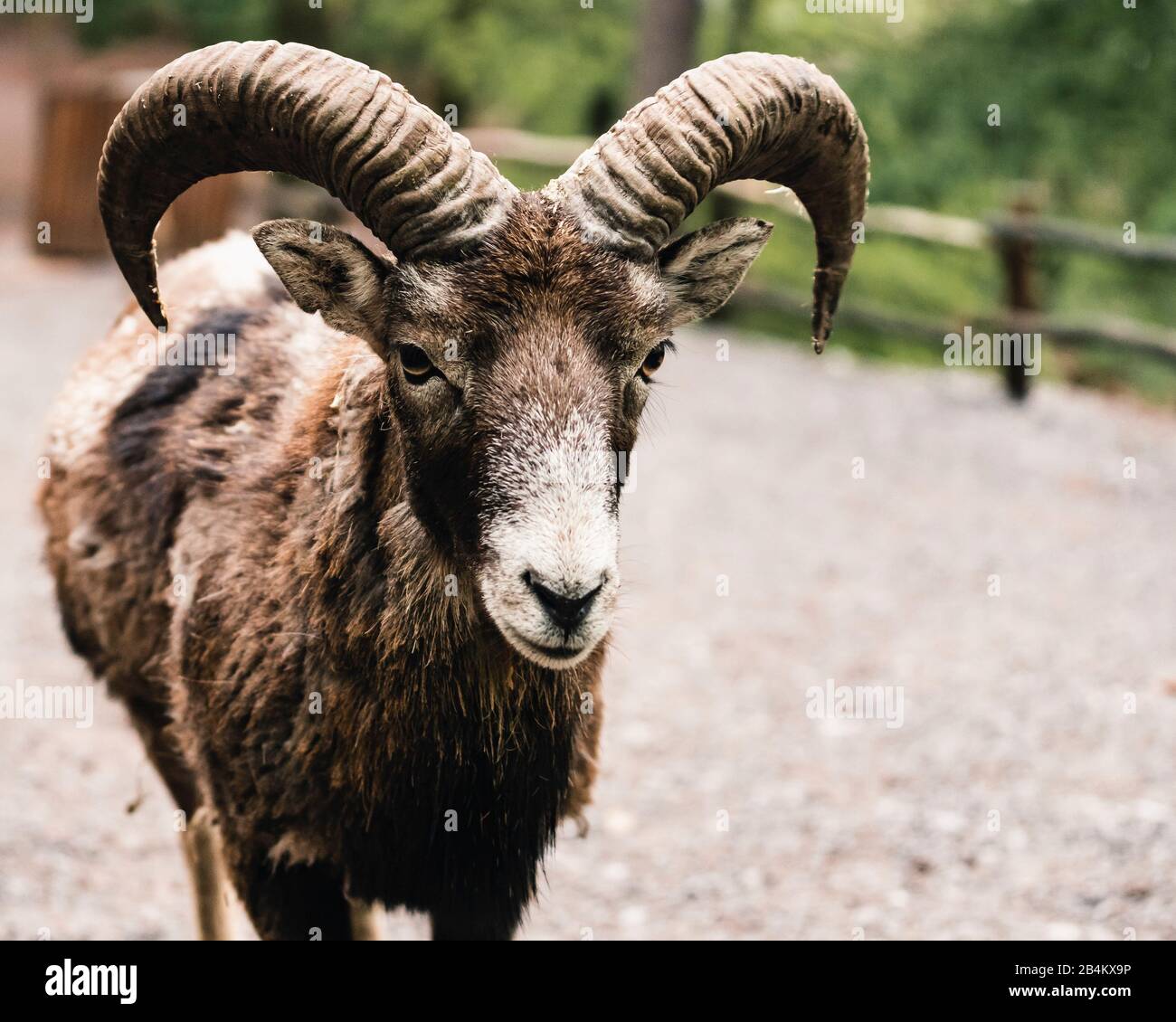 Mouflon, Ovis aries musimon Stock Photo