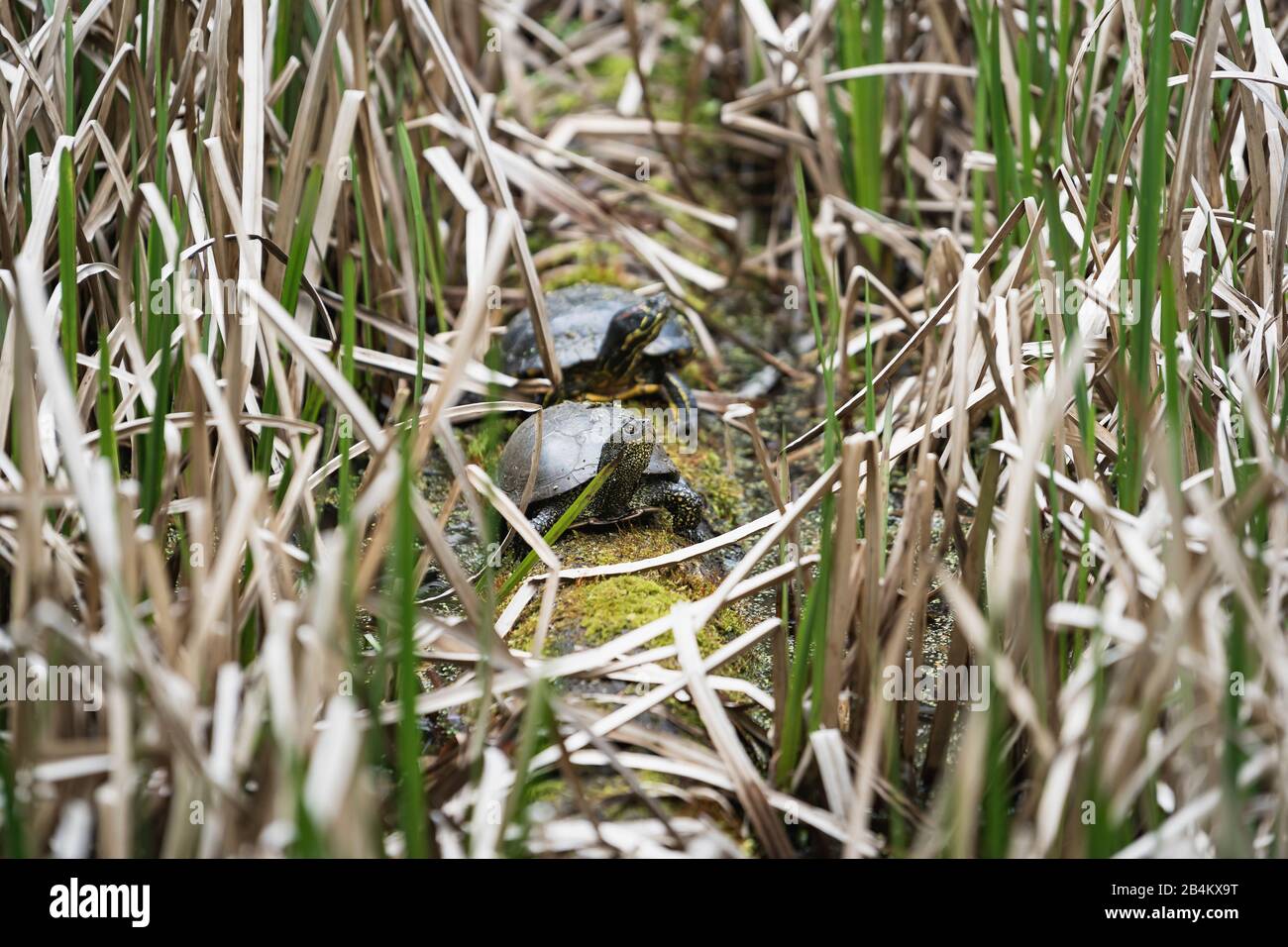 Turtles, Testudines, on an old log in the reeds Stock Photo