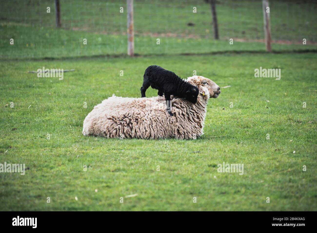 Black lamb stands on white wool sheep Stock Photo