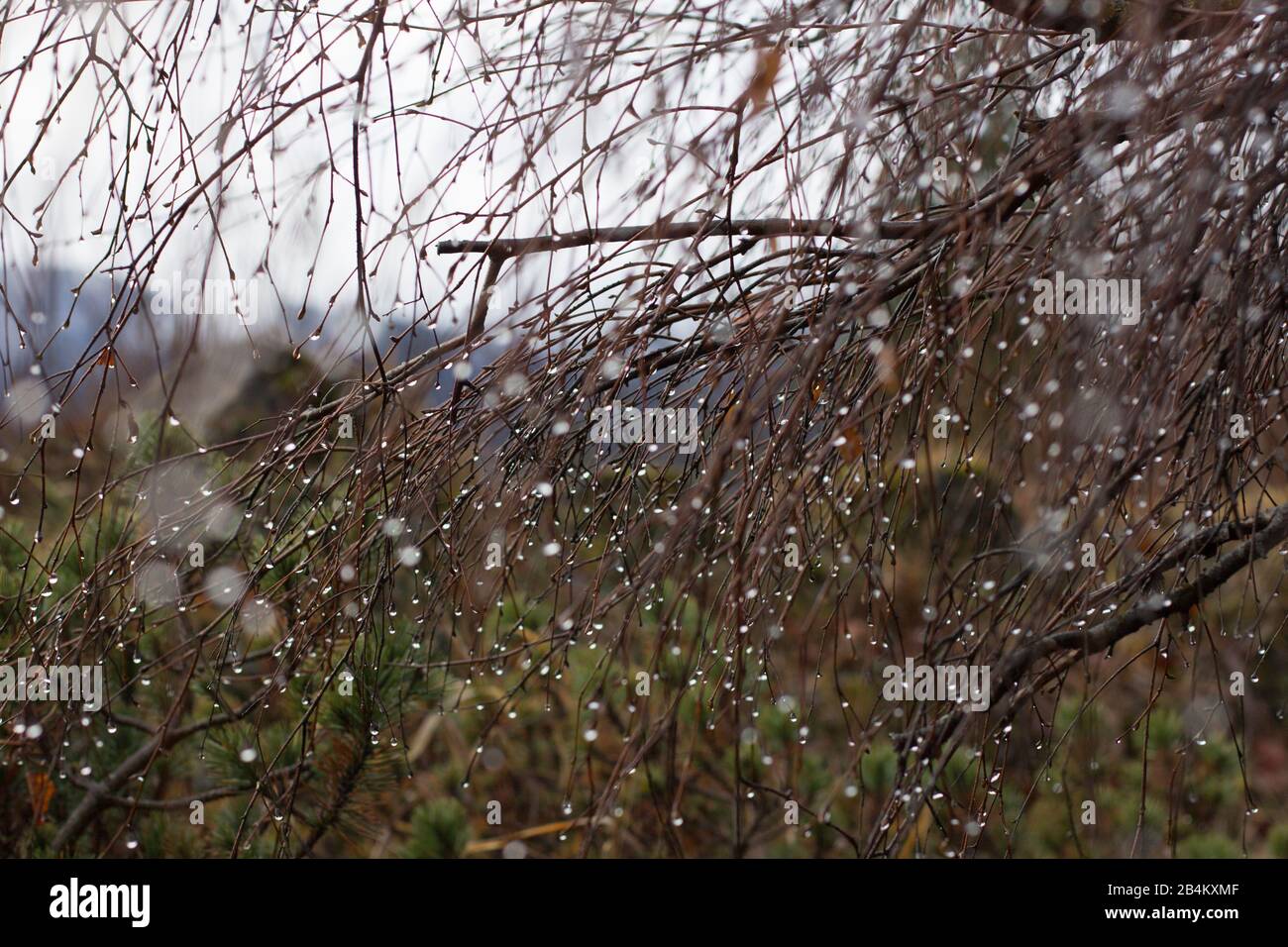 Raindrops on thin branches Stock Photo