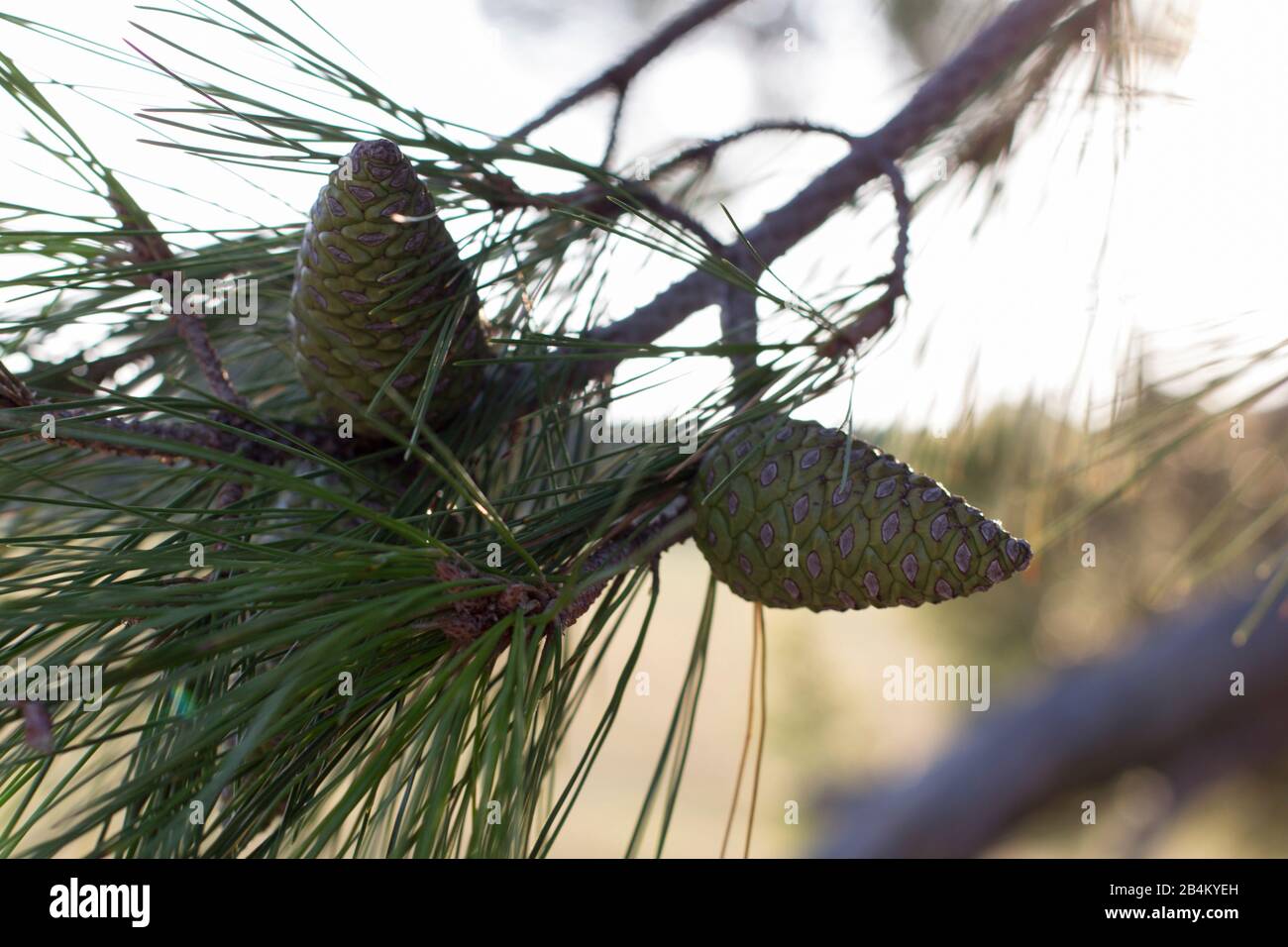 Cones on a conifer Stock Photo Alamy