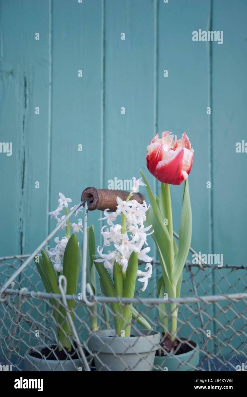 Spring flowers in wire basket Stock Photo Alamy