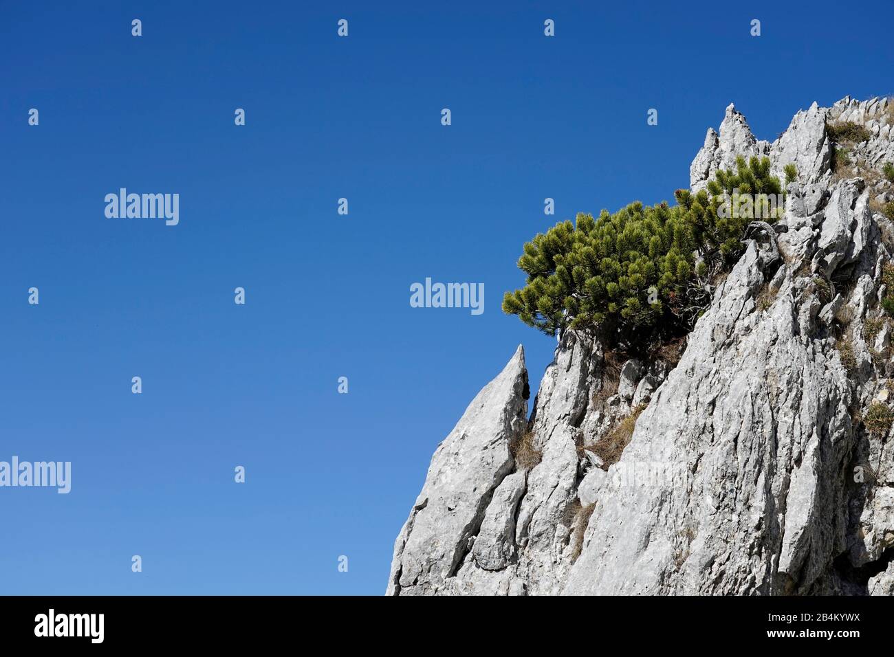 Germany, Bavaria, Upper Bavaria, Ruhpolding, Chiemgau Alps, Hörndlwand, 1684m, rock face, growing mountain pine, symbol Stock Photo