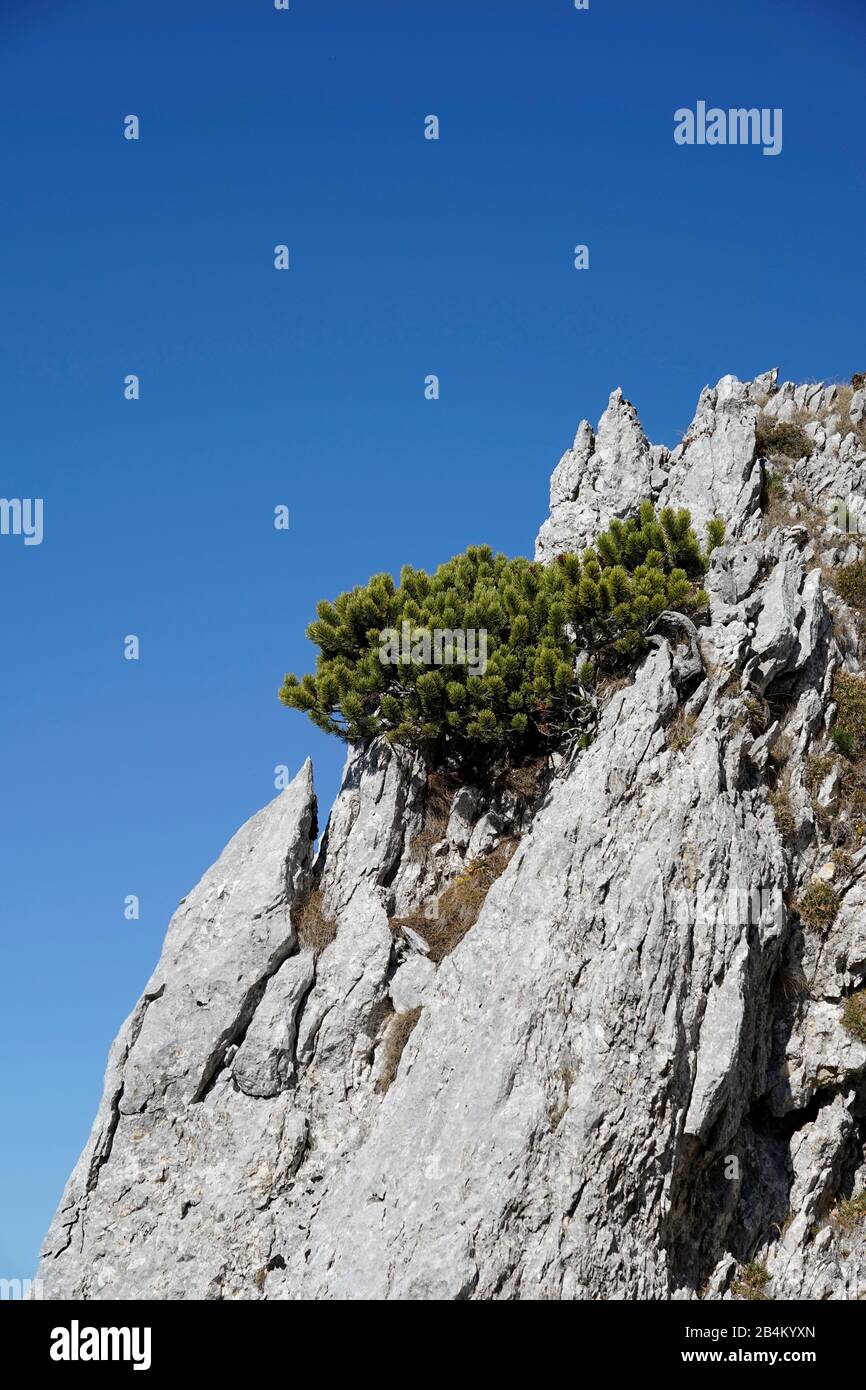 Pine Tree Growing Out Rock High Resolution Stock Photography and Images ...