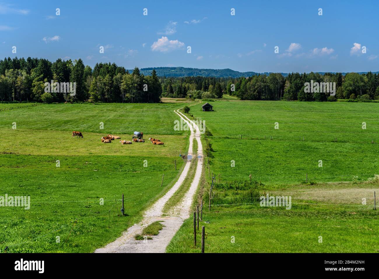 Deutschland, Bayern, Oberbayern, Tölzer Land, Königsdorf, Ortsteil Mooseurach, Königsdorfer Moos Stock Photo