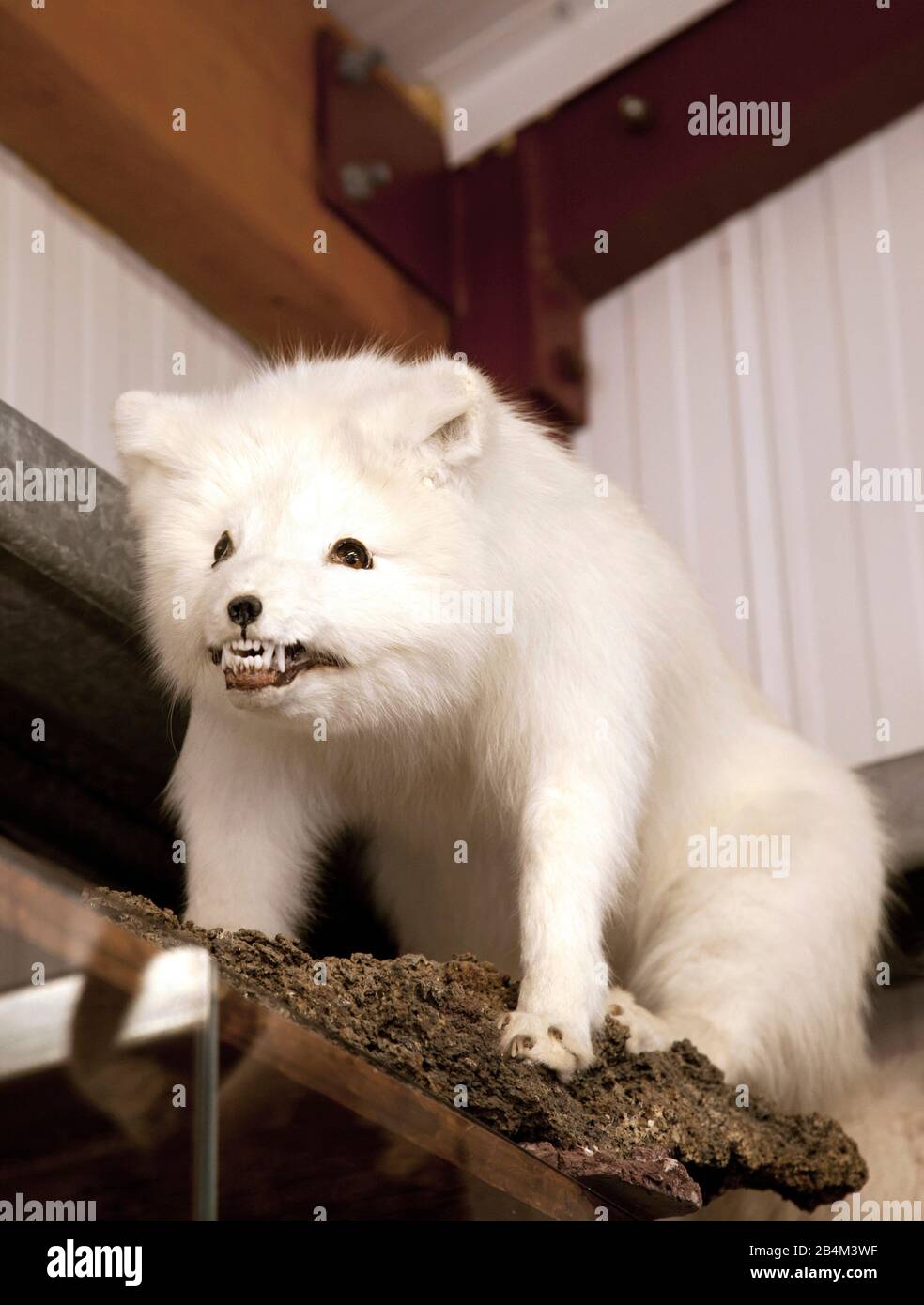 Animal exhibit exhibits exhibition exhibitions hi-res stock photography ...