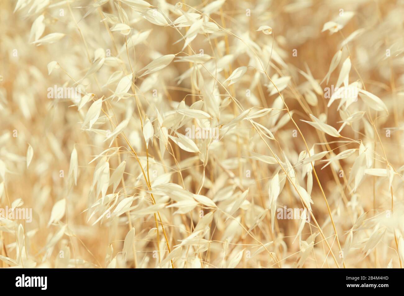 Common wild oat [Avena fatua] Stock Photo