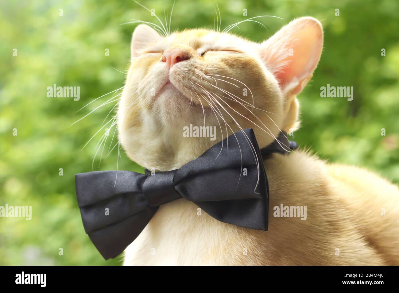 Proud Burmese cat wearing a bow tie Stock Photo