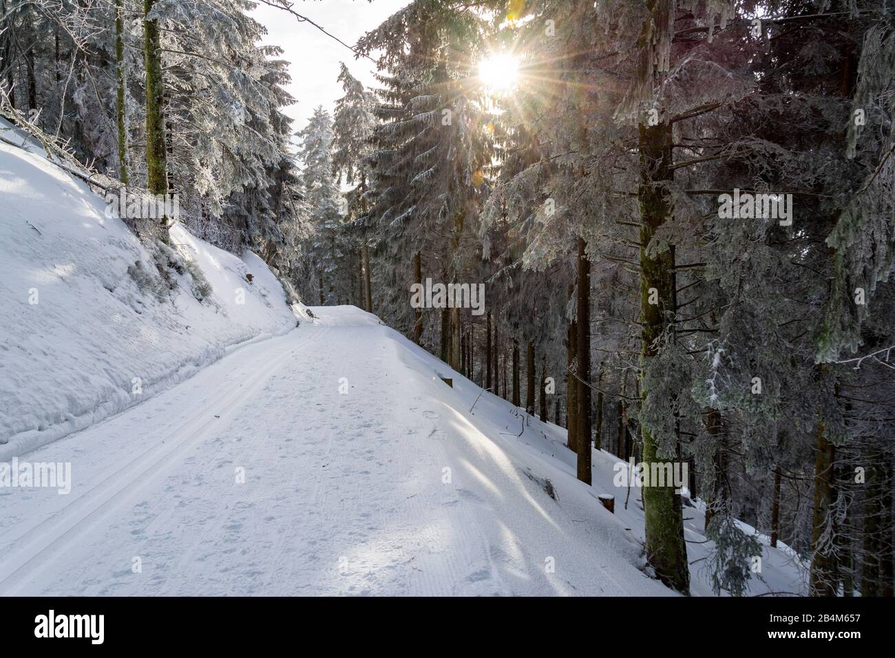 Germany, Baden-Württemberg, Black Forest, forest path in the national park. Stock Photo
