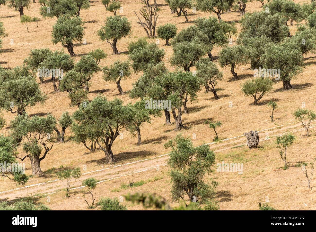 Middle East, Israel, Jerusalem, Olive Tree Grove in Dry Environment Stock Photo