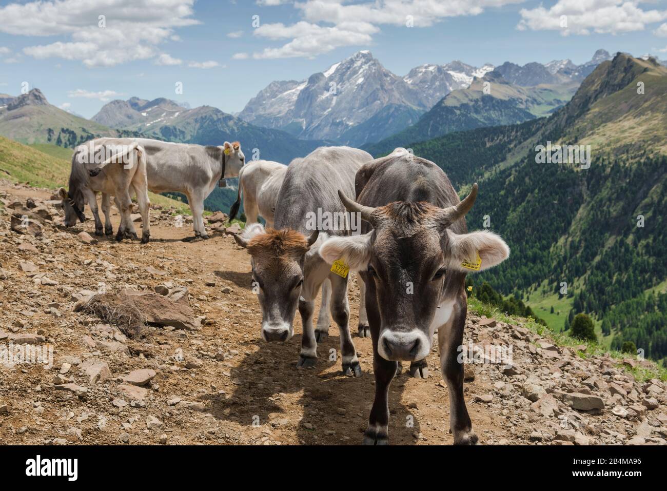 Italy, South Tyrol, Dolomites, Seiser Alm, cattle herd on Friedrich-August-Weg with Marmolada in the background Stock Photo