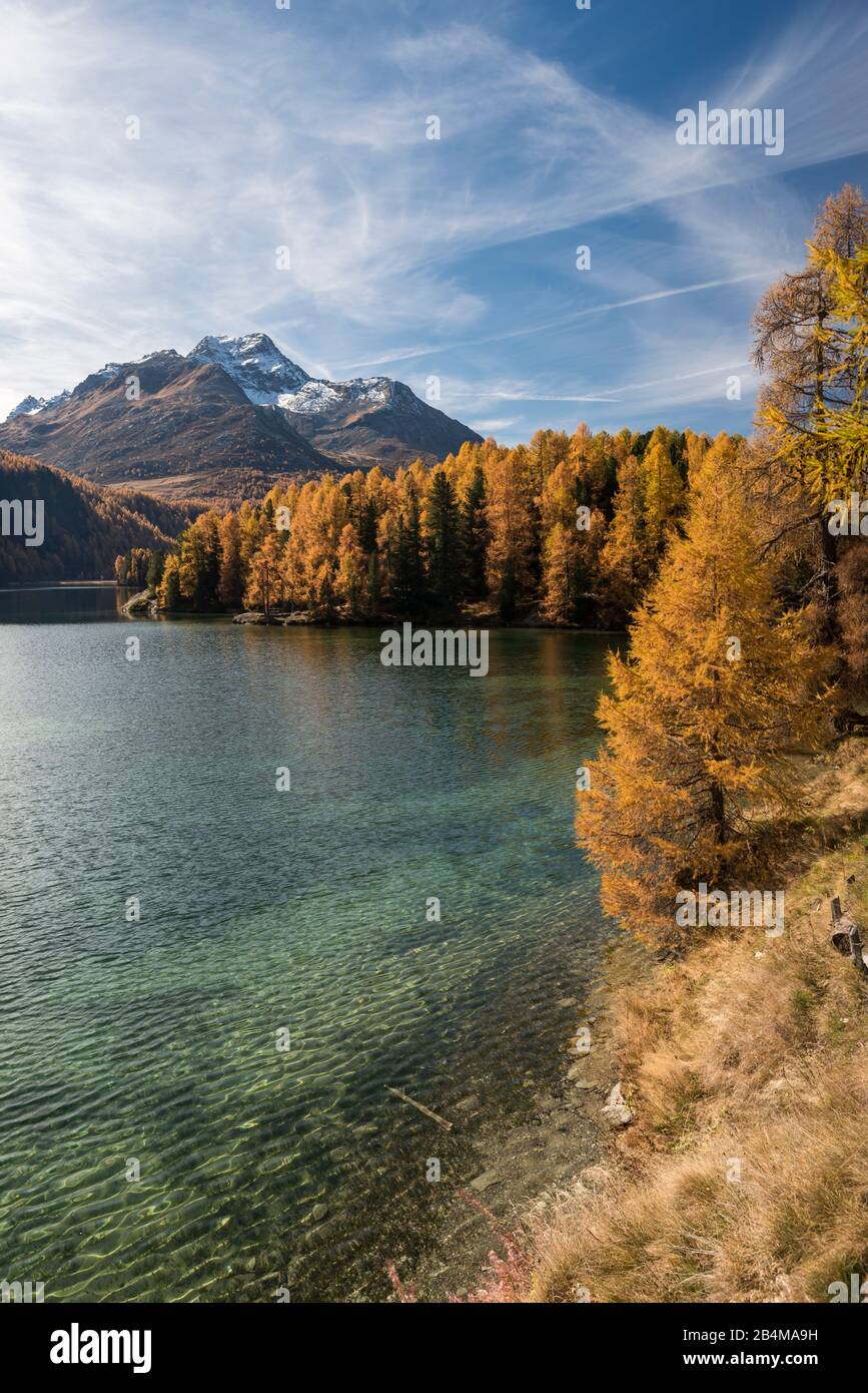 Schweiz, Graubünden, Engadin, Oberengadin, Sils, Silser See, Halbinsel Chaste, Herbstwald und klares Wasser mit Piz da la Margna Stock Photo