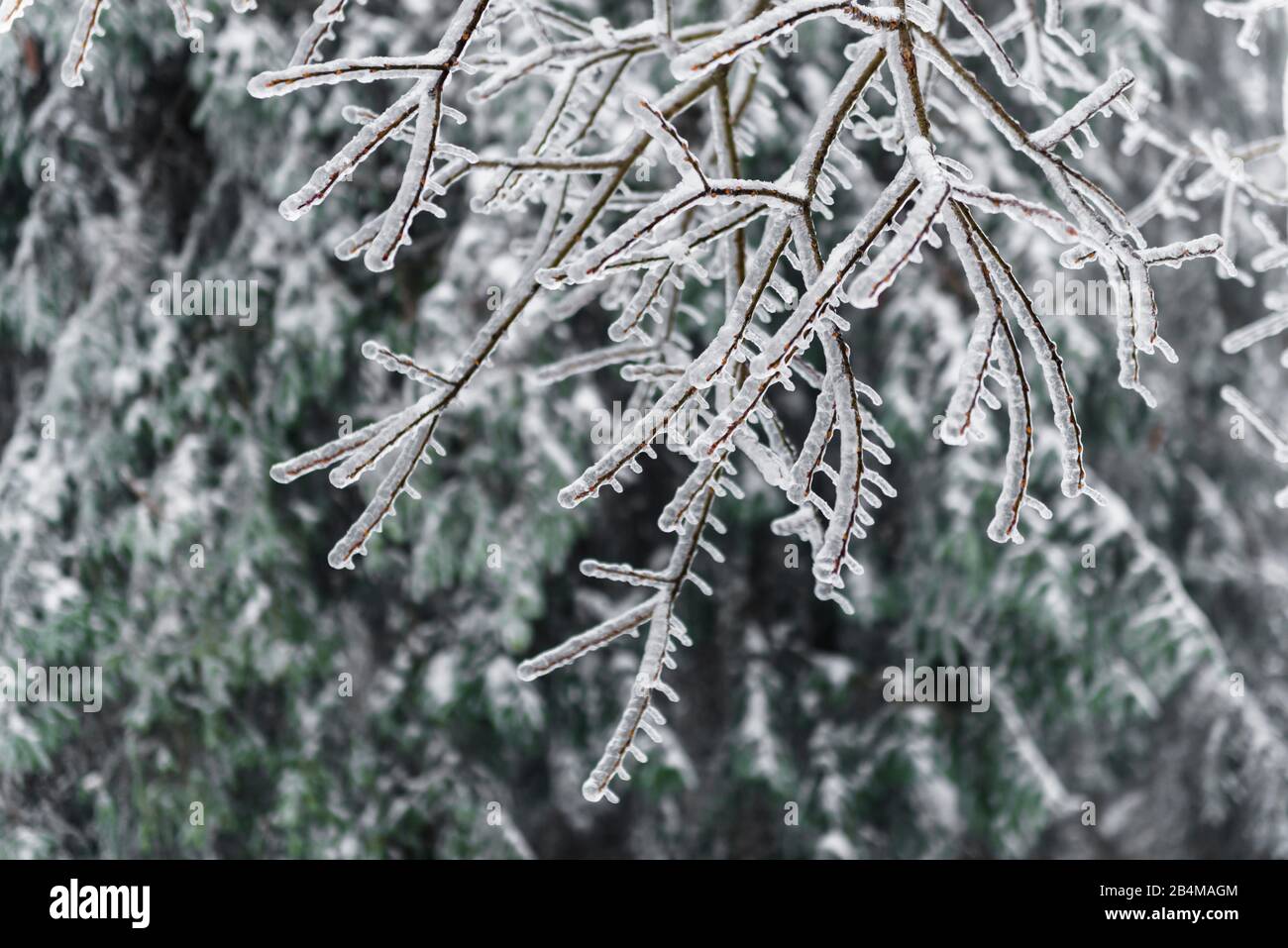 Germany, Baden-Wuerttemberg, Black Forest, Kaltenbronn, icy branches after freezing rain Stock Photo