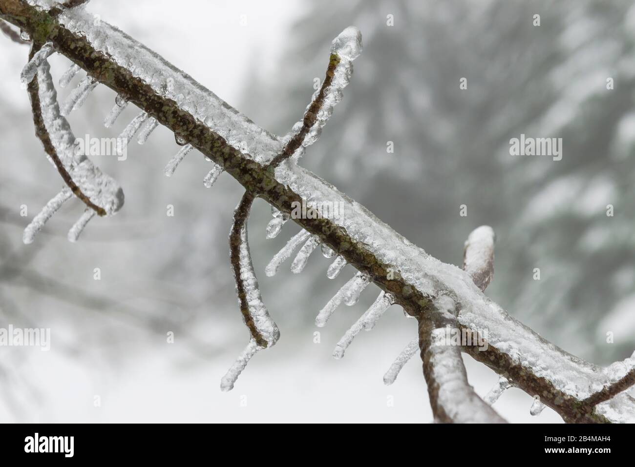 Germany, Baden-Wuerttemberg, Black Forest, Kaltenbronn, icy branches after freezing rain Stock Photo