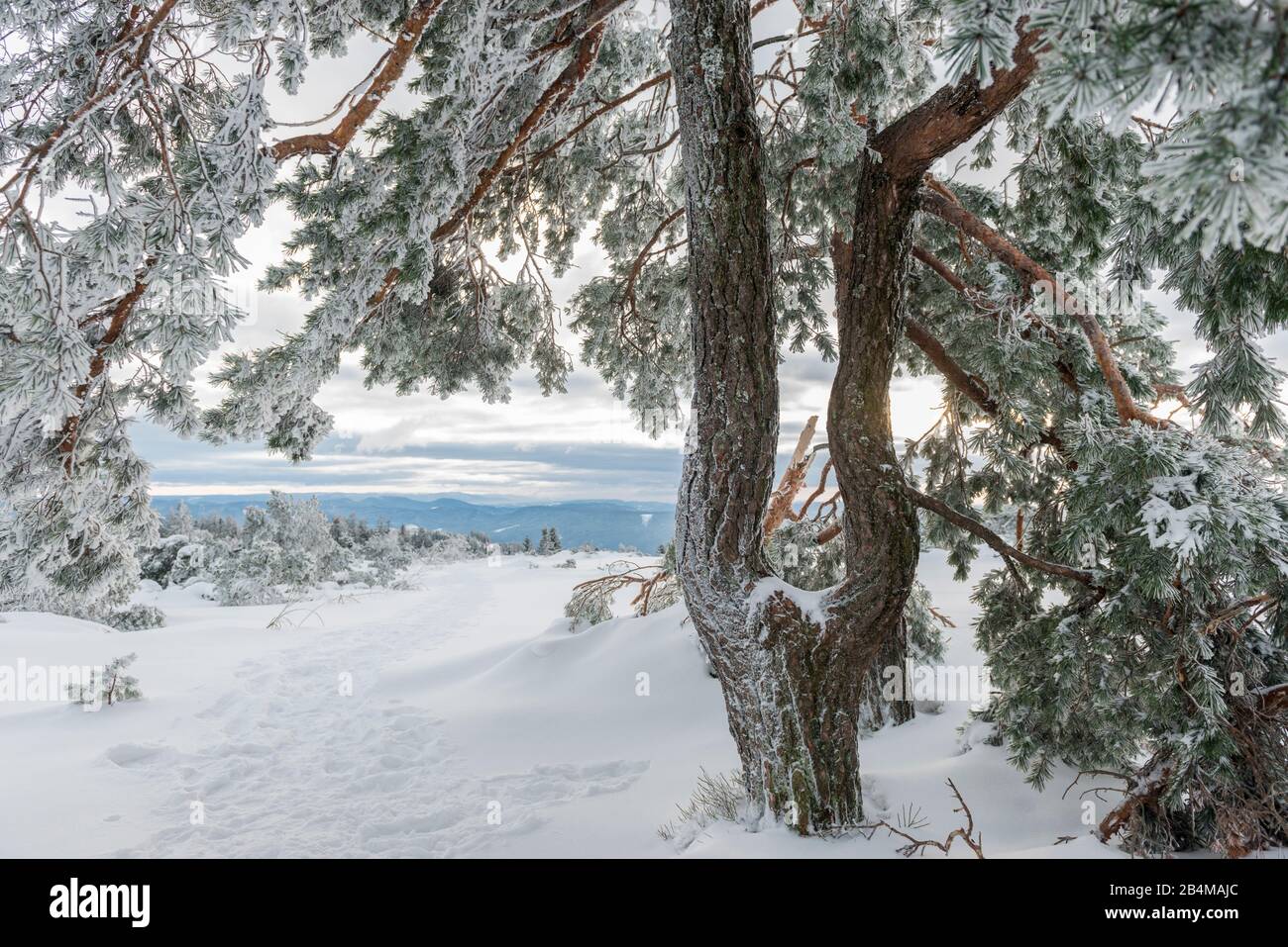 Germany, BadenWuerttemberg, Black Forest National Park, Black Forest High Road, Schliffkopf