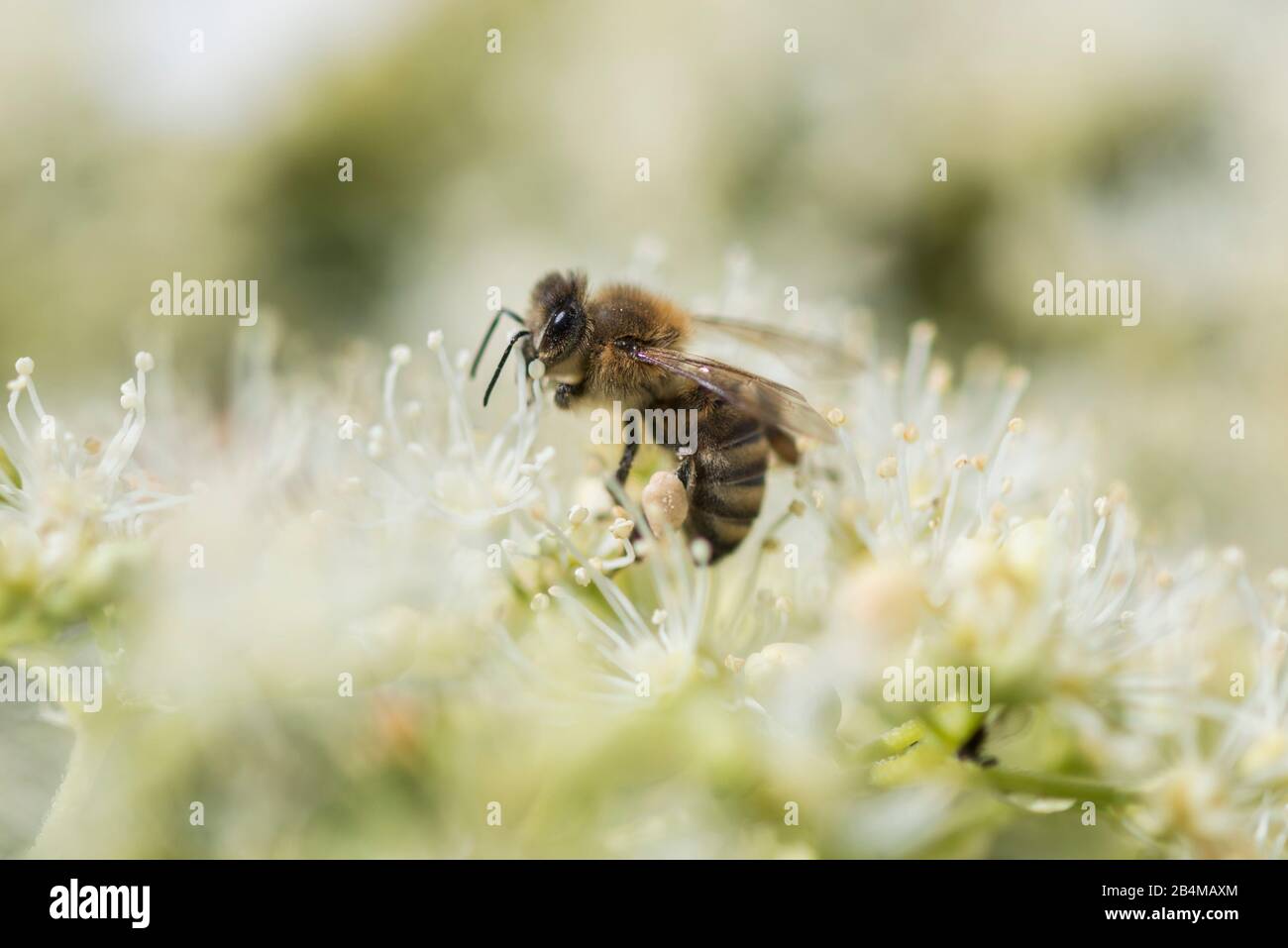 Bee on a flowering climbing hydrangea hires stock photography and
