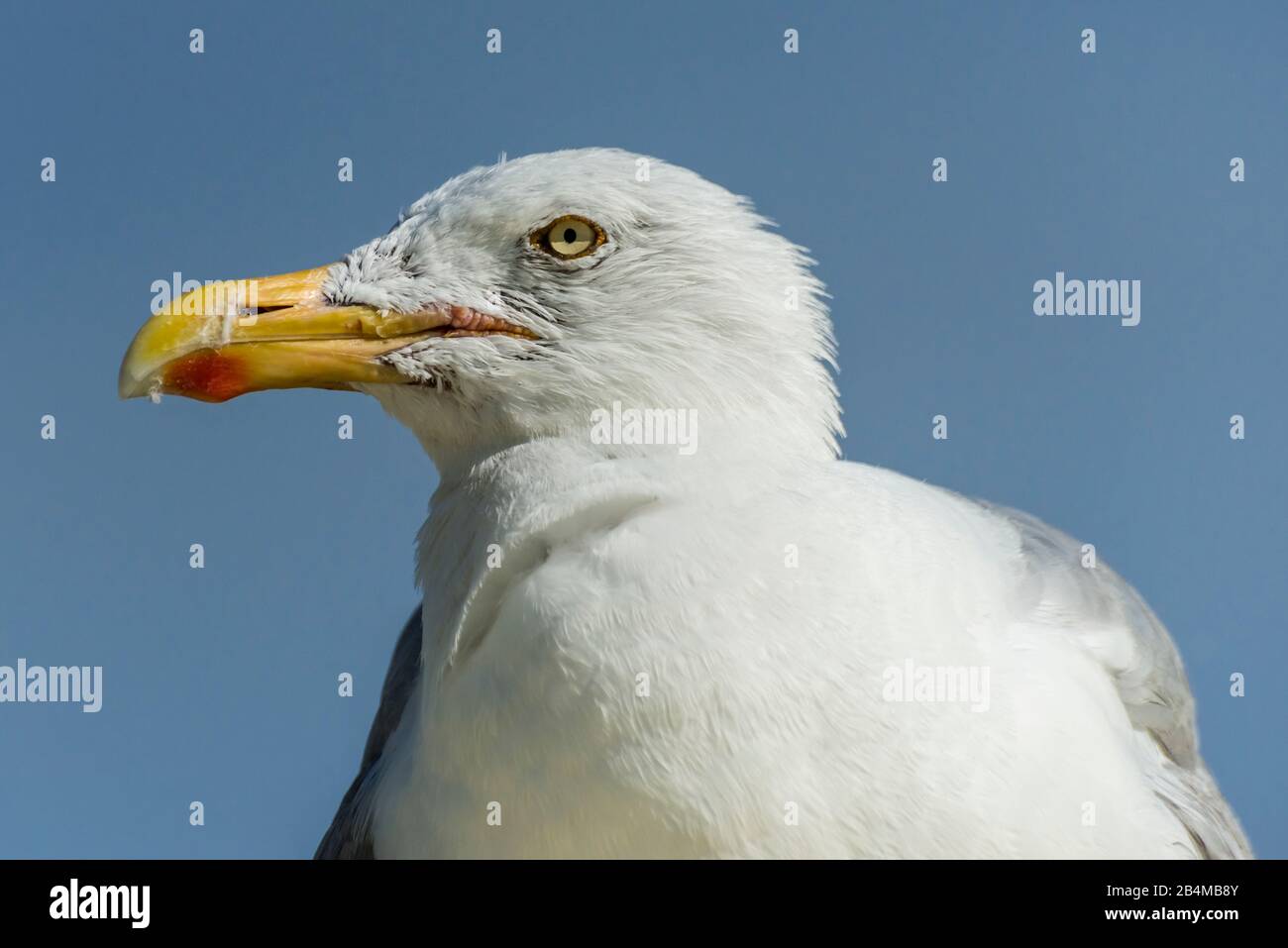 Germany, Lower Saxony, North Sea, East Frisian Islands, Wadden Sea National Park, Borkum, close-up head of a seagull with a yellow beak Stock Photo