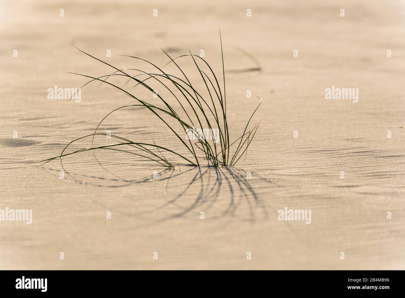 Germany, Lower Saxony, North Sea, East Frisian Islands, Wadden Sea National Park, Borkum, beach grass, close-up Stock Photo