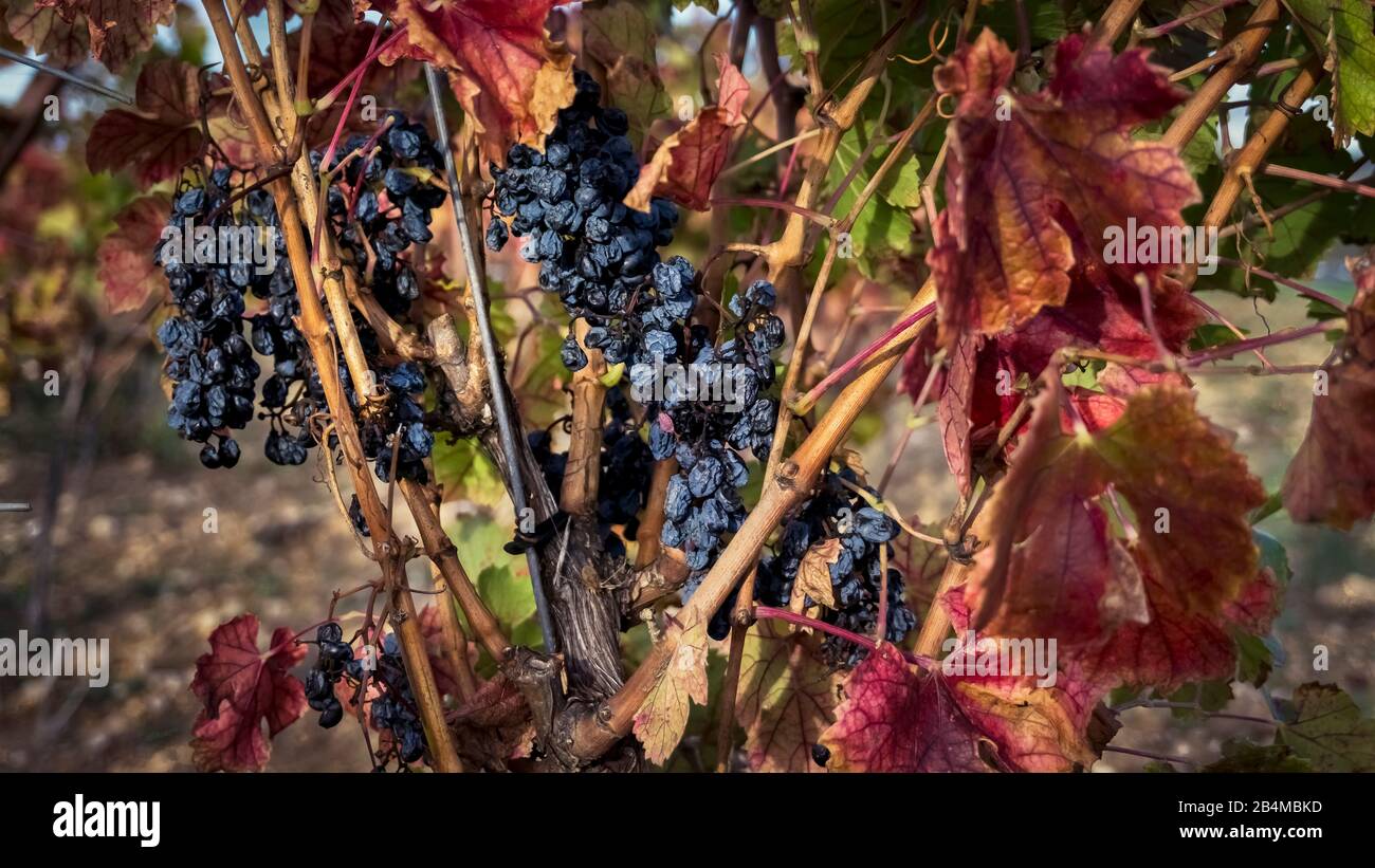 Grape vine in autumn at Fleury d'Aude with grapes not harvested Stock Photo