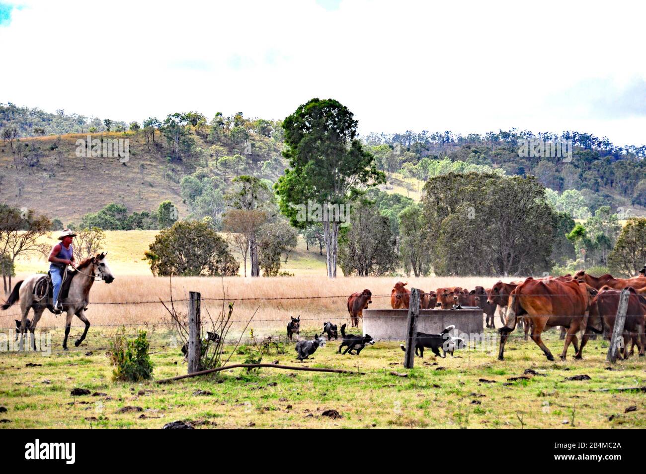 AUSTRALIAN CATTLE STATION MUSTERING CATTLE Stock Photo - Alamy