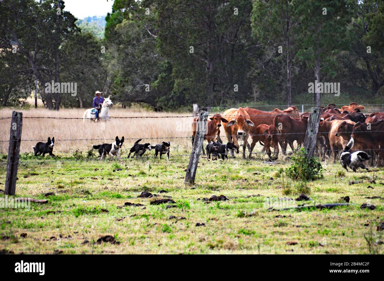 AUSTRALIAN CATTLE STATION MUSTERING CATTLE Stock Photo