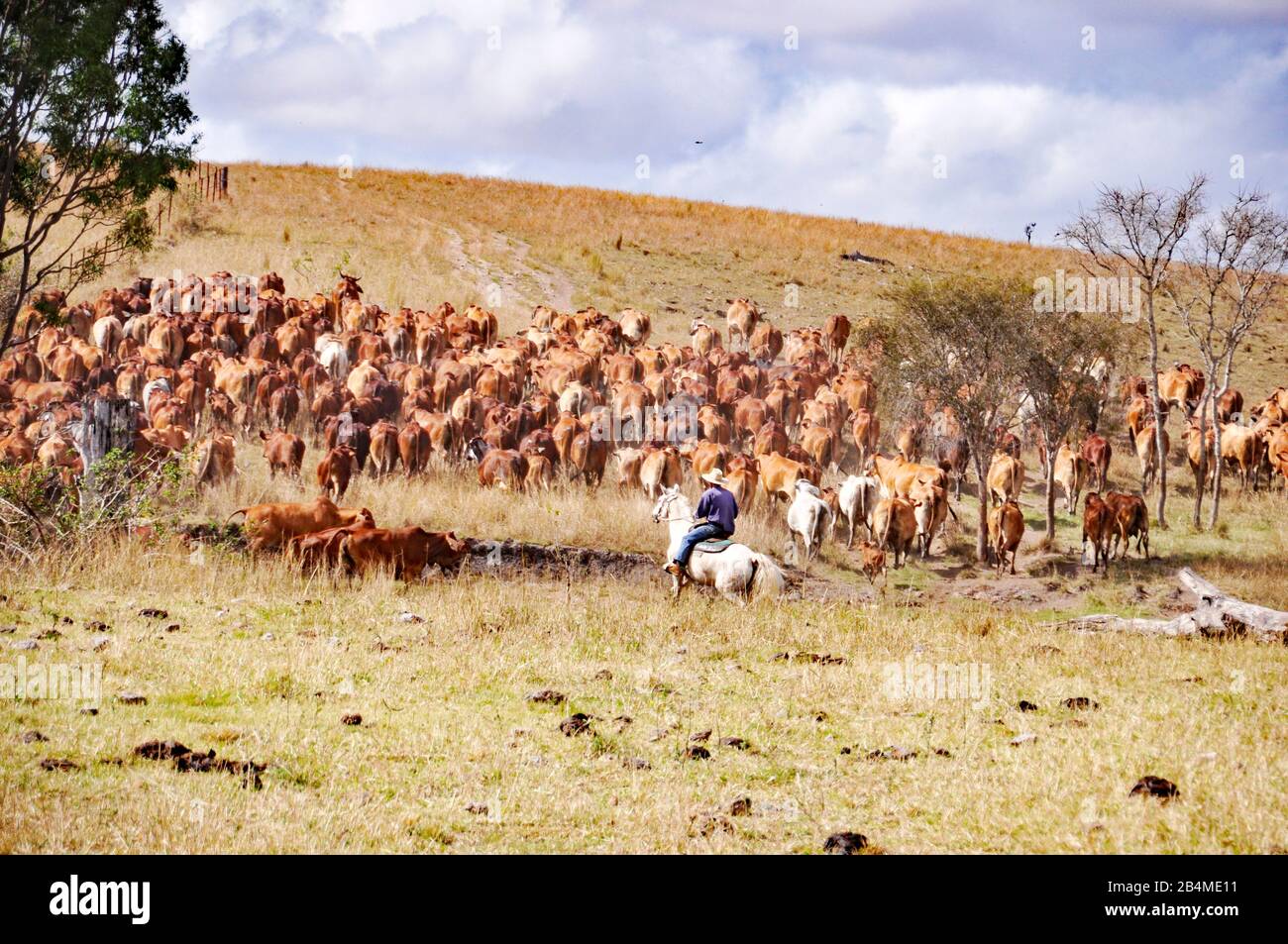 AUSTRALIAN CATTLE STATION MUSTERING CATTLE Stock Photo - Alamy