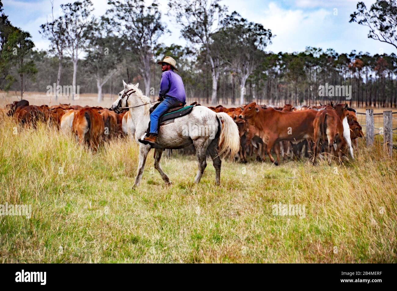 Australian Cattle Station High Resolution Stock Photography and Images