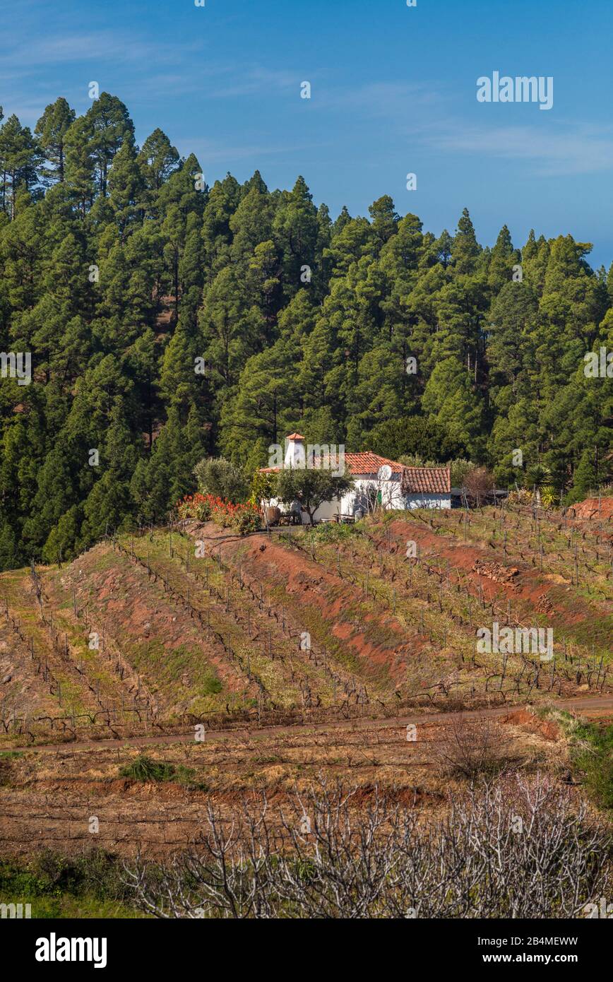 Spain, Canary Islands, La Palma Island, Fuente Grande, winery building Stock Photo