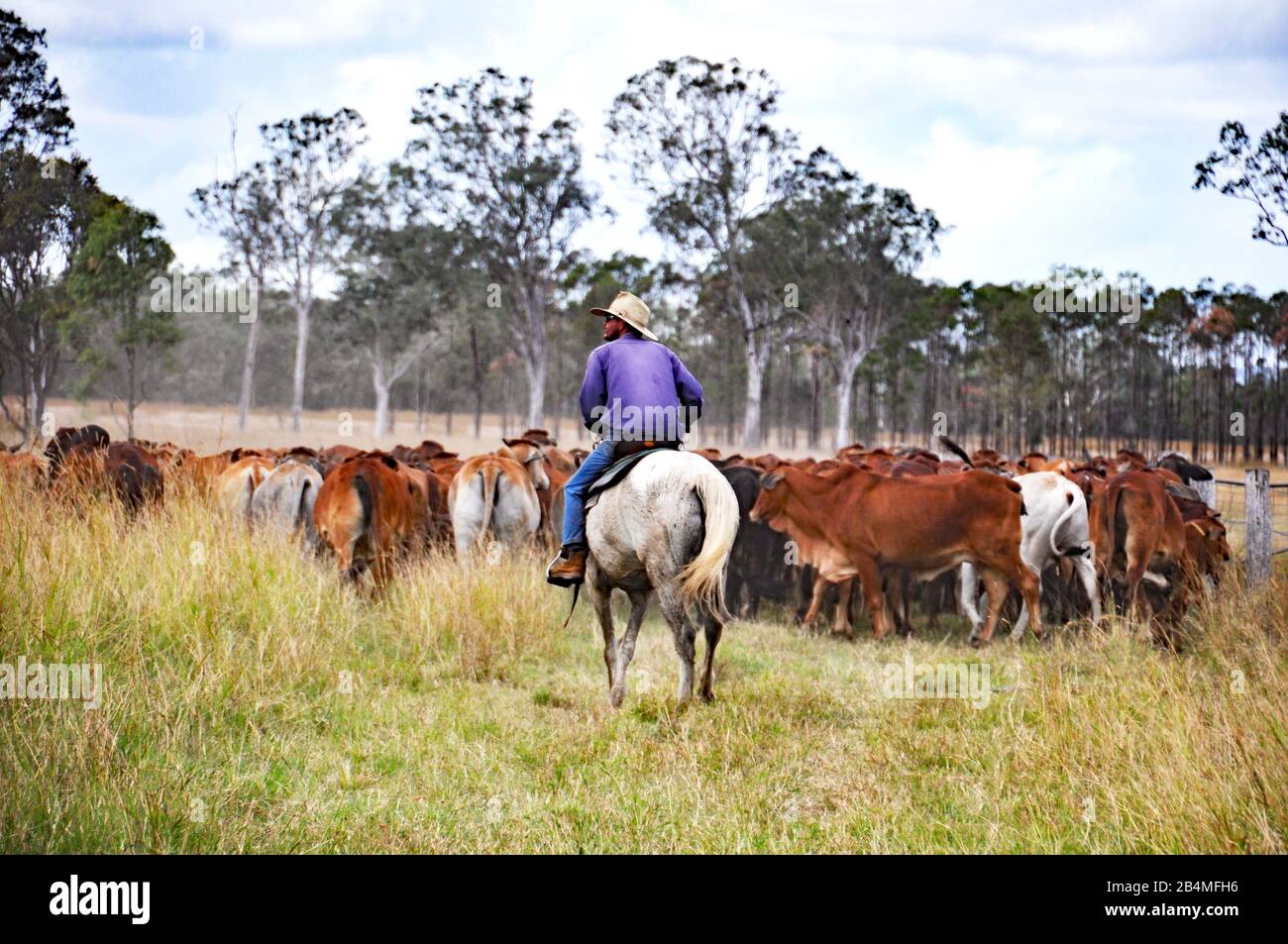 Australian cattle station High Resolution Stock Photography and Images