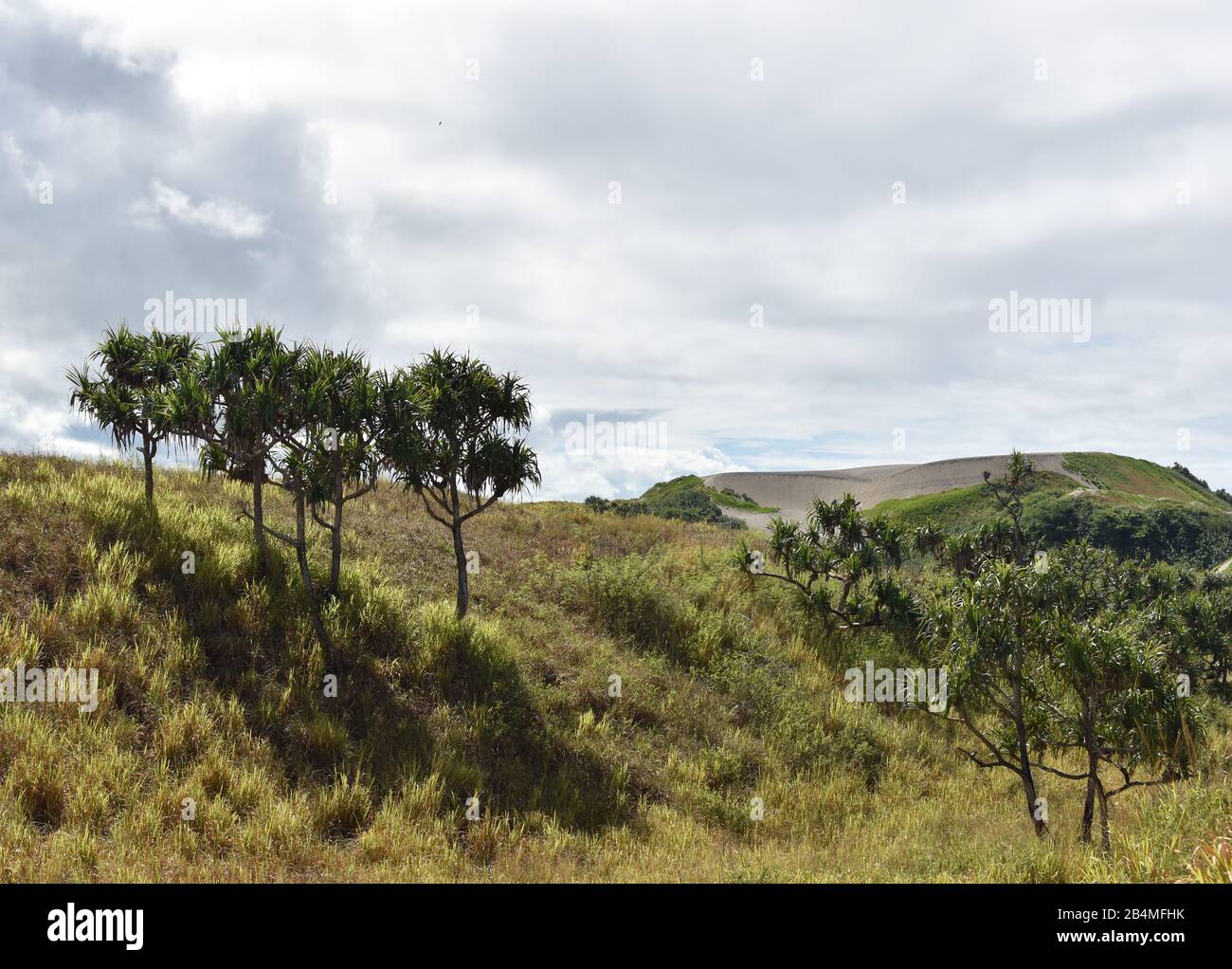 Trees and grass, with a huge dune behind them, against a cloudy sky, in Fiji's Sigatoka Sand Dunes National Park Stock Photo