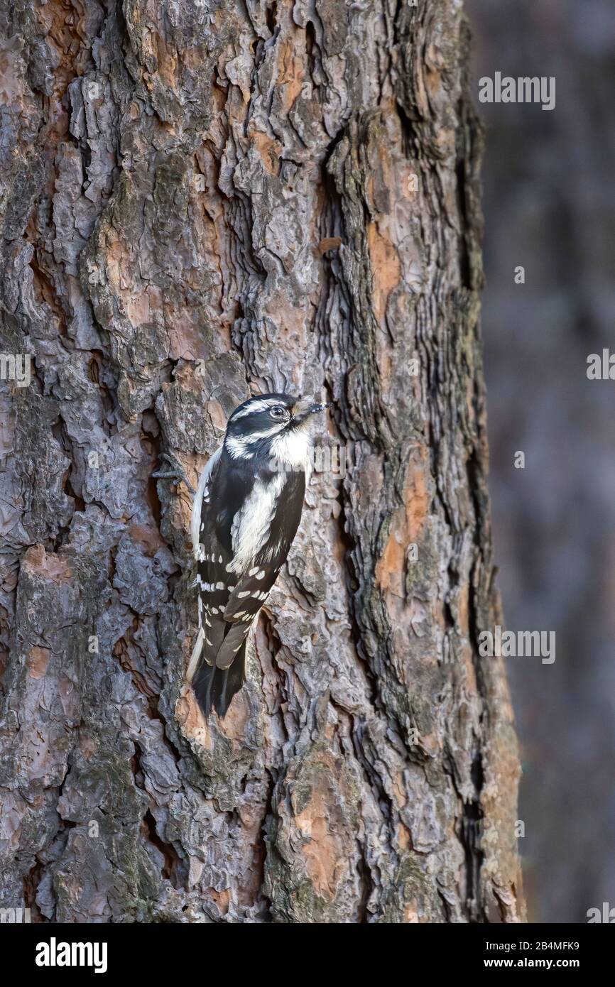 A female downey woodpecker clings to the side of a tree in north Idaho. Stock Photo