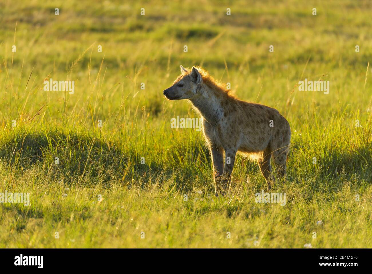 Spotted hyena, Crocuta crocuta, Masai Mara National Reserve, Kenya