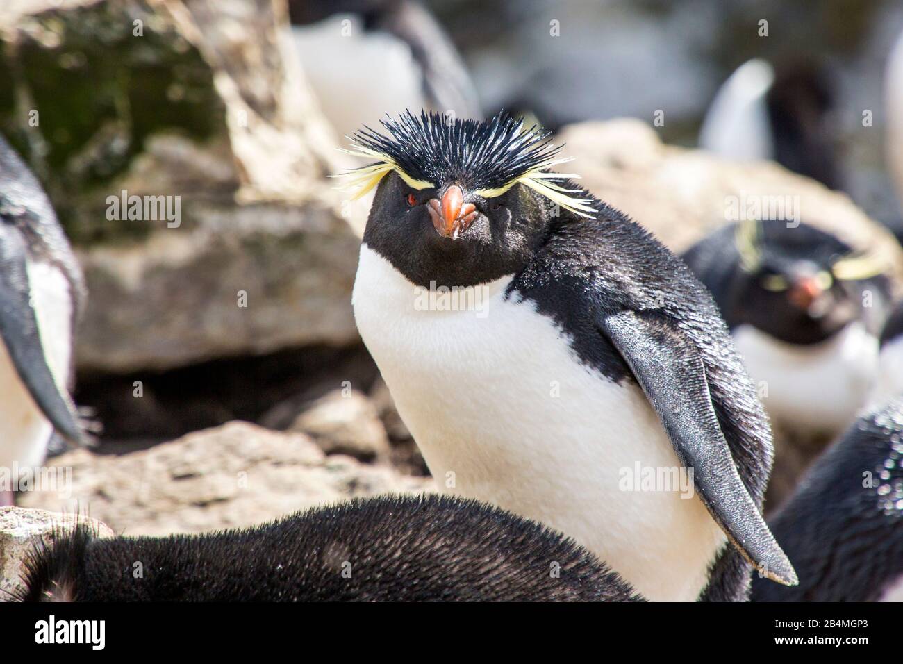 Rockhopper Penguins (Eudyptes chrysocome) on East Falkland, the Falkland Islands. Tour from Port Stanley. Stock Photo