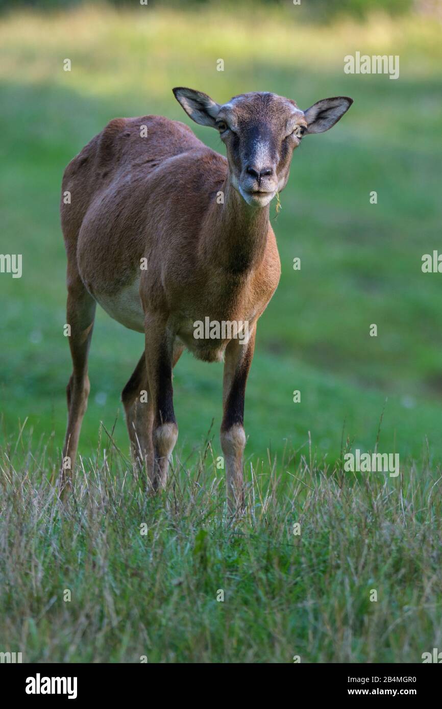Mouflon, Ovis musimon, Stock Photo