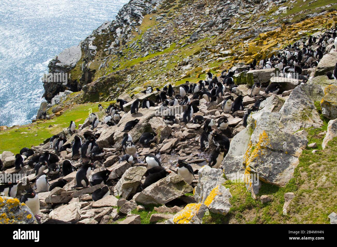 Rockhopper Penguins (Eudyptes chrysocome) on East Falkland, the Falkland Islands. Tour from Port Stanley. Stock Photo