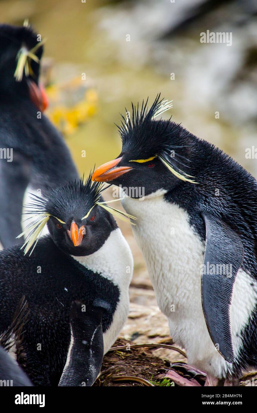Rockhopper Penguins (Eudyptes chrysocome) on East Falkland, the Falkland Islands. Tour from Port Stanley. Stock Photo