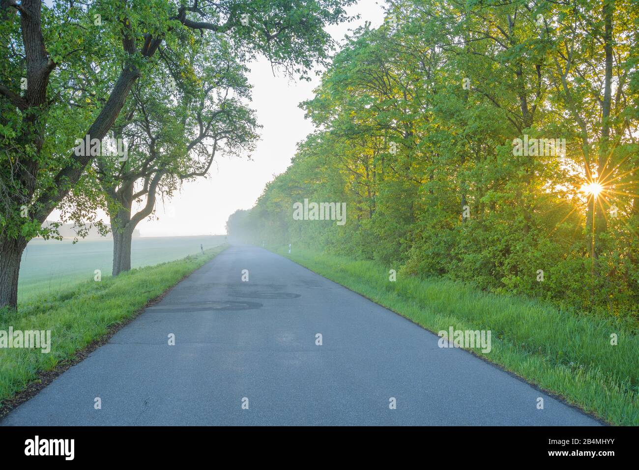 Road with fog at sunrise Stock Photo - Alamy