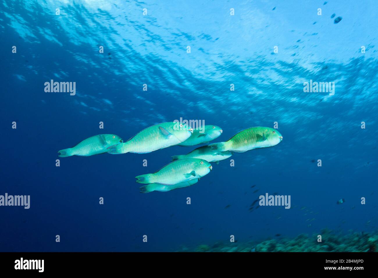Bluebarred Parrotfish, Scarus ghobban, South Male Atoll, Indian Ocean, Maldives Stock Photo