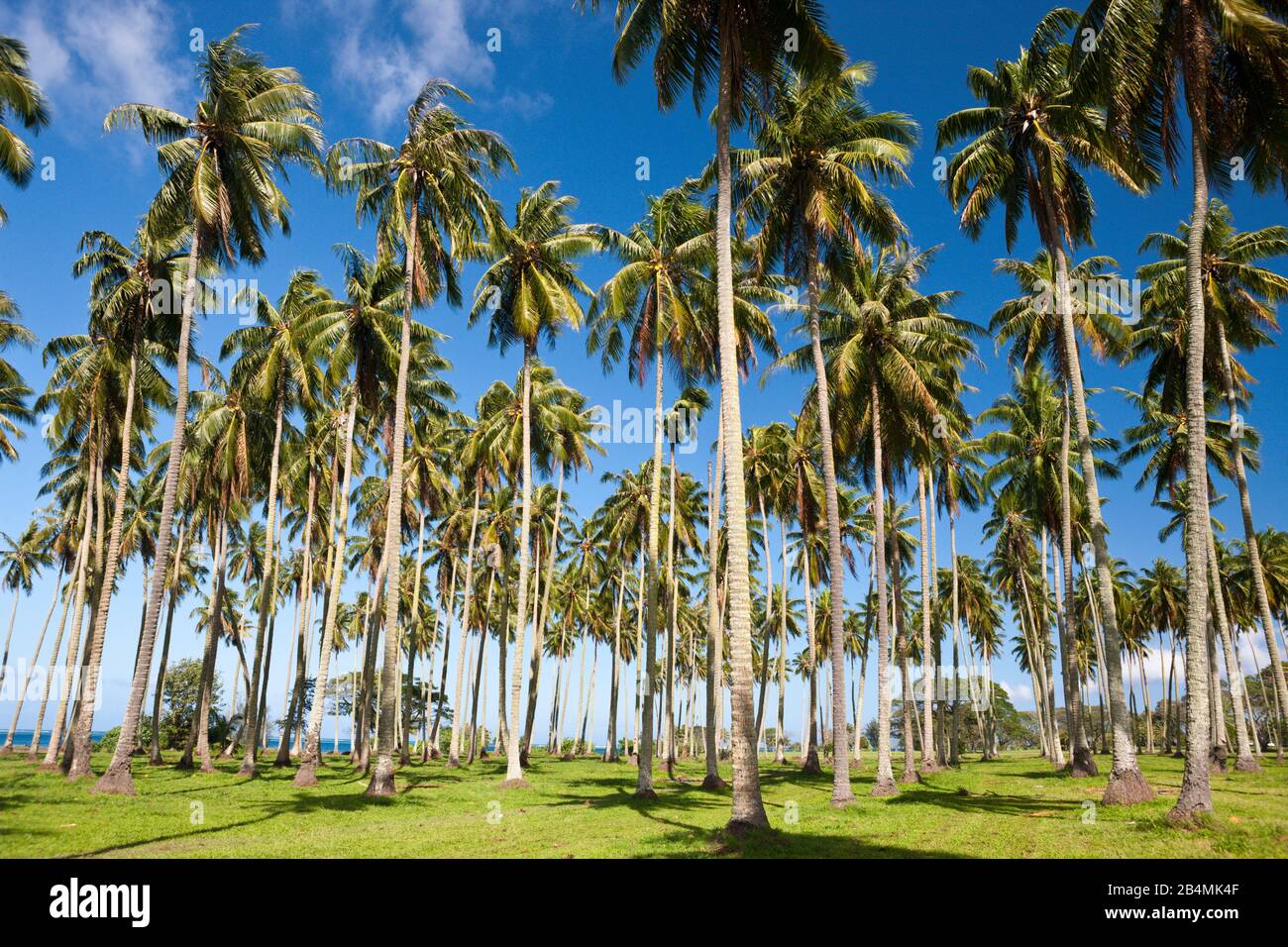 Palm Trees at the South Coast of Tahiti, Tahiti, French Polynesia Stock Photo