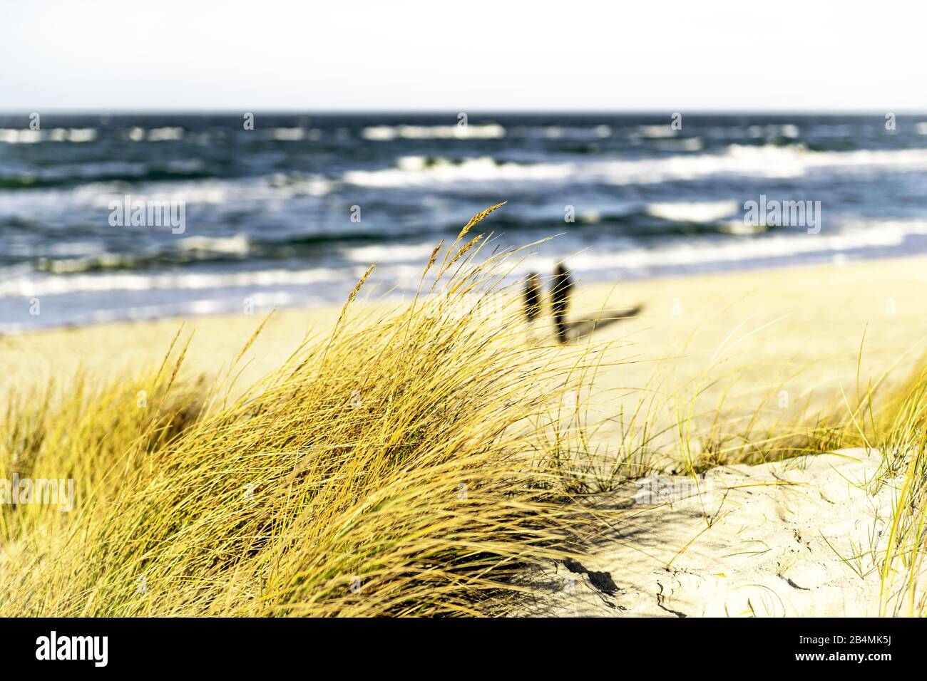 View over the dune grass on the Baltic Sea beach, on which a couple is standing Stock Photo