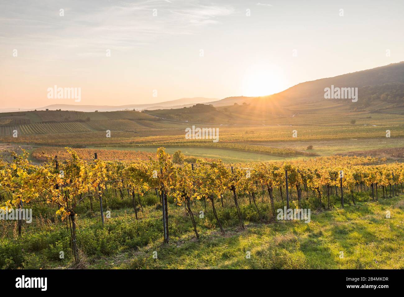 Sonnenuntergang über dem Weinanbaugebiet zwischen Gumpoldskirchen und Pfaffstätten, Niederösterreich, Österreich Stock Photo