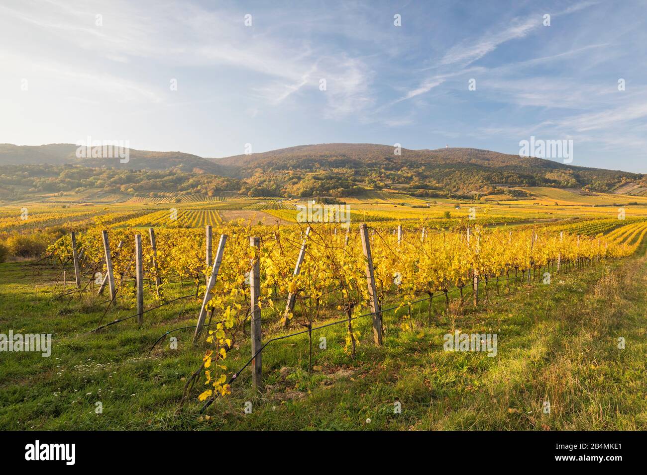 Weinbaugebiet zwischen Gumpoldskirchen und Pfaffstätten mit Blick auf den Anninger, Niederösterreich, Österreich Stock Photo