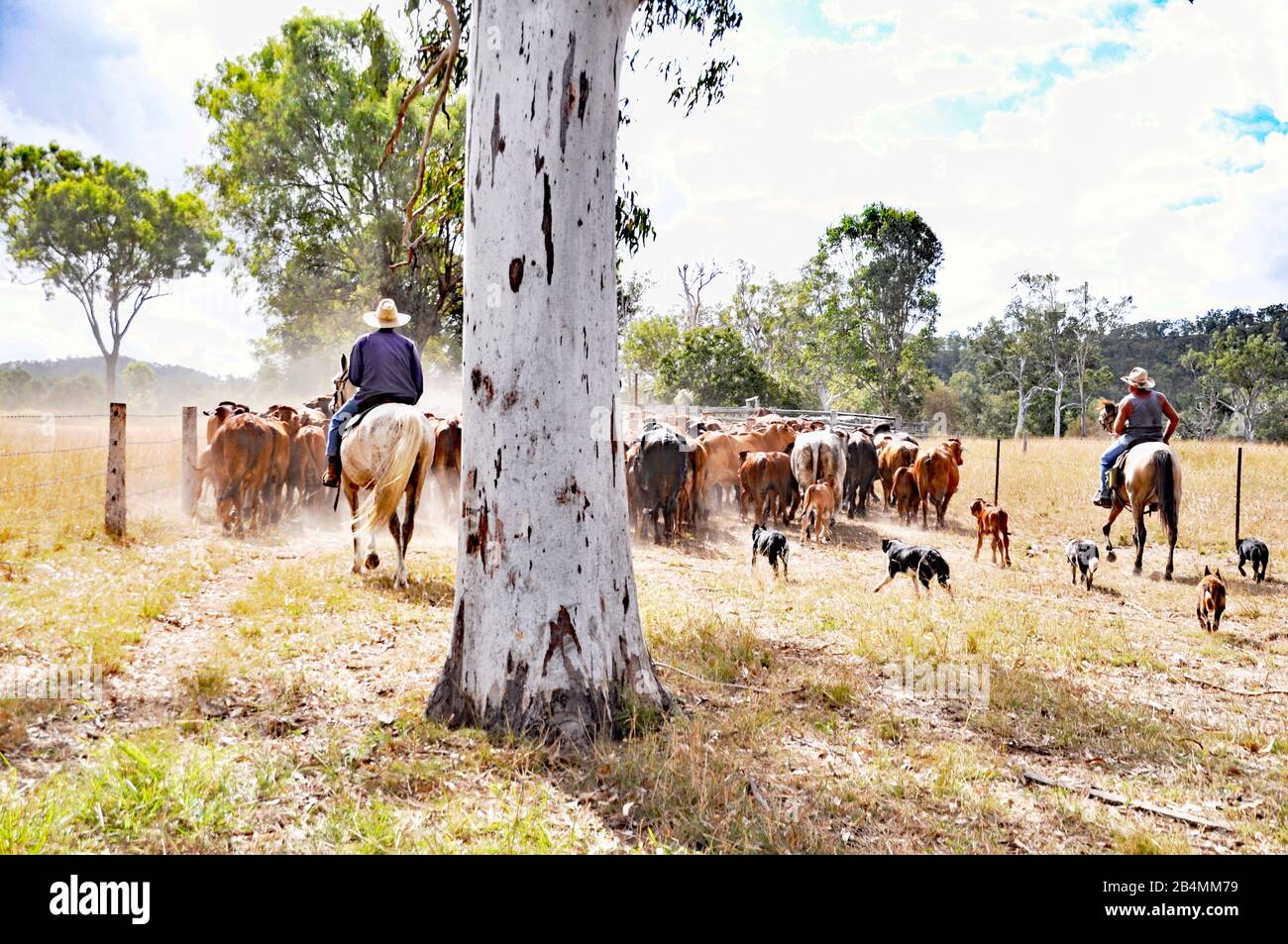 Australian cattle station High Resolution Stock Photography and Images